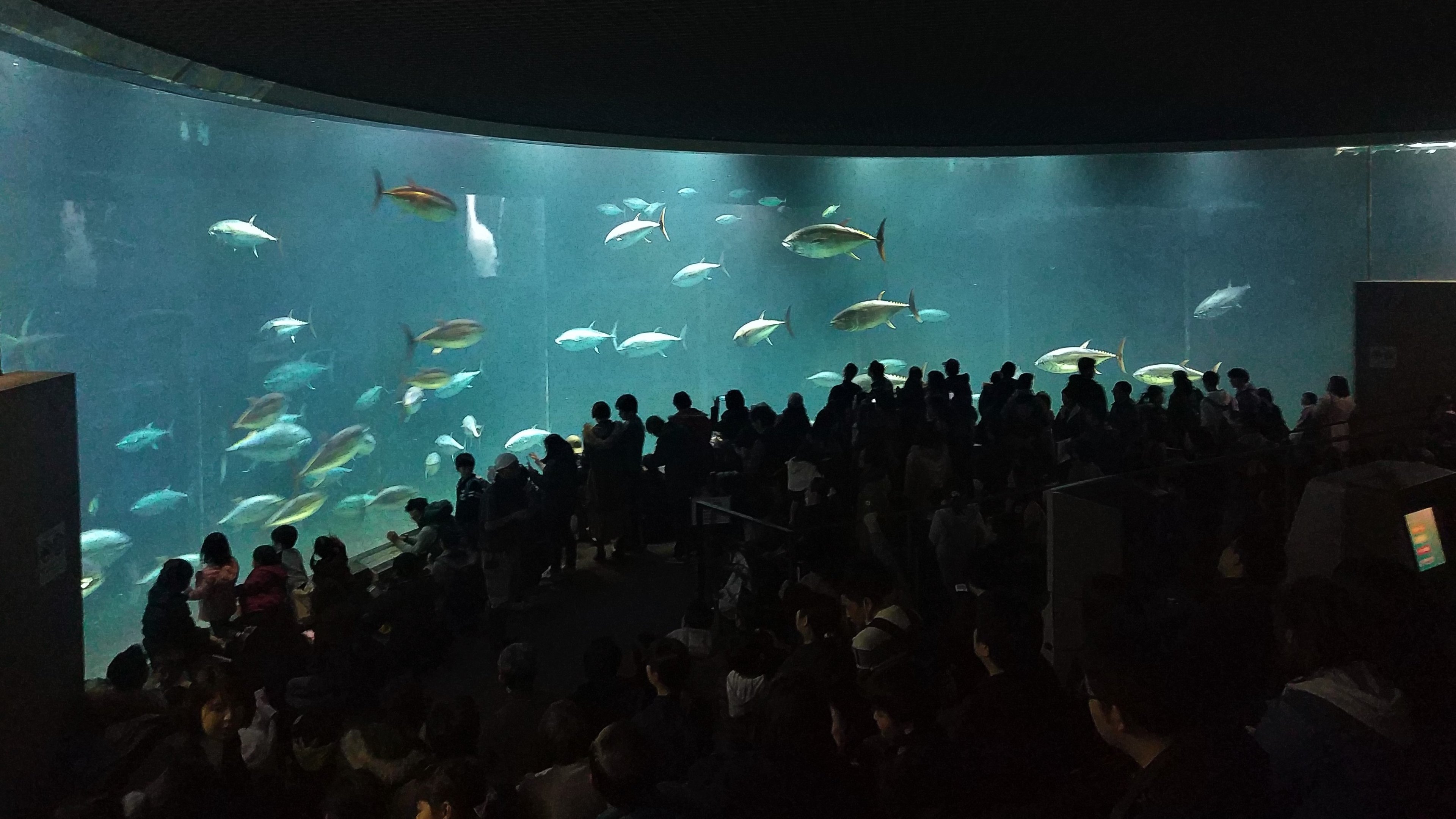 Bluefin Tuna Tank