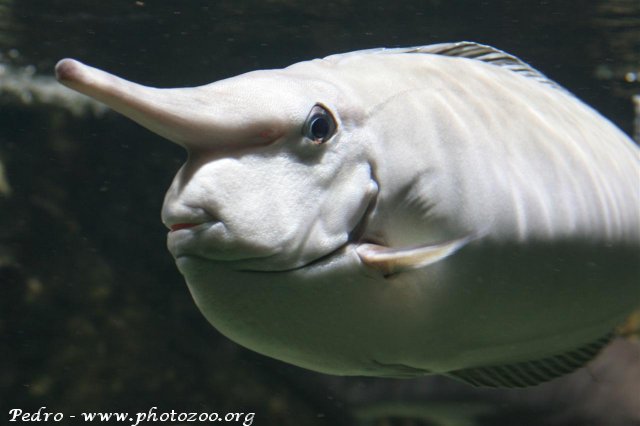 Bluefin unicorn fish (Naso annulatus)