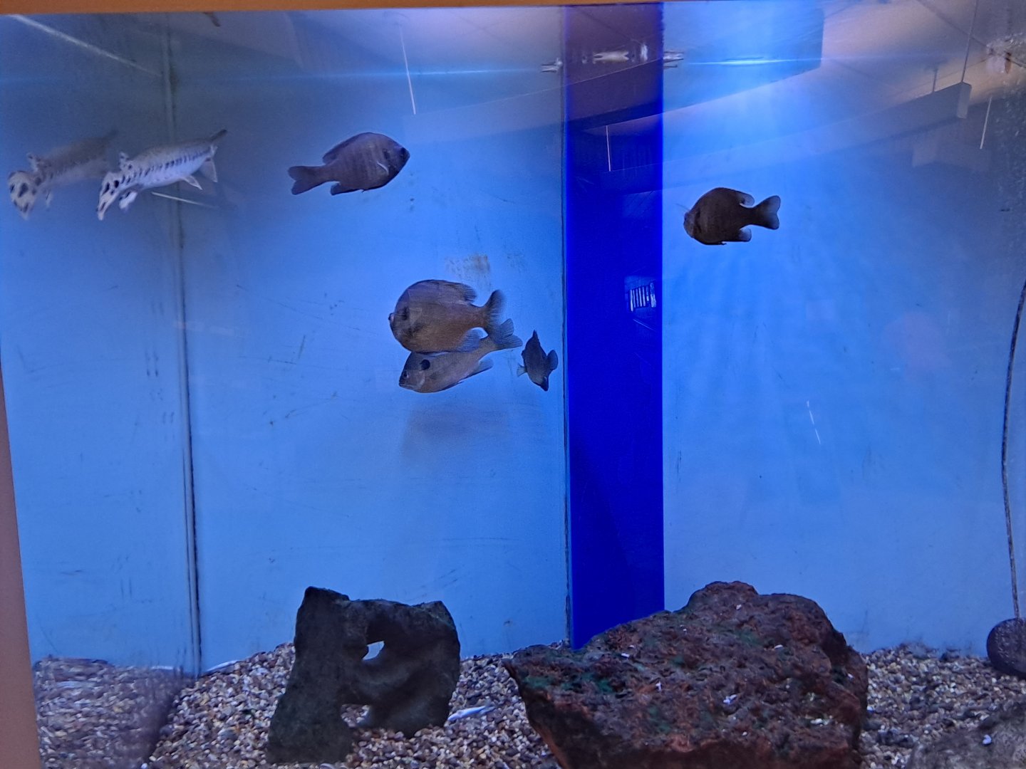 Bluegill/Black Crappie/Longnose Gar tank (Lake Erie Metropark, Wayne County, MI, 9/21/24)