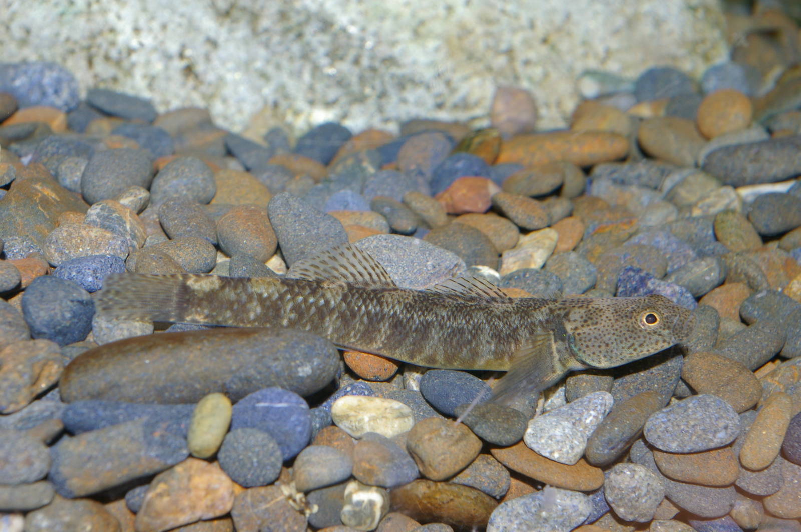 bluegill bully (Gobiomorphus hubbsi)