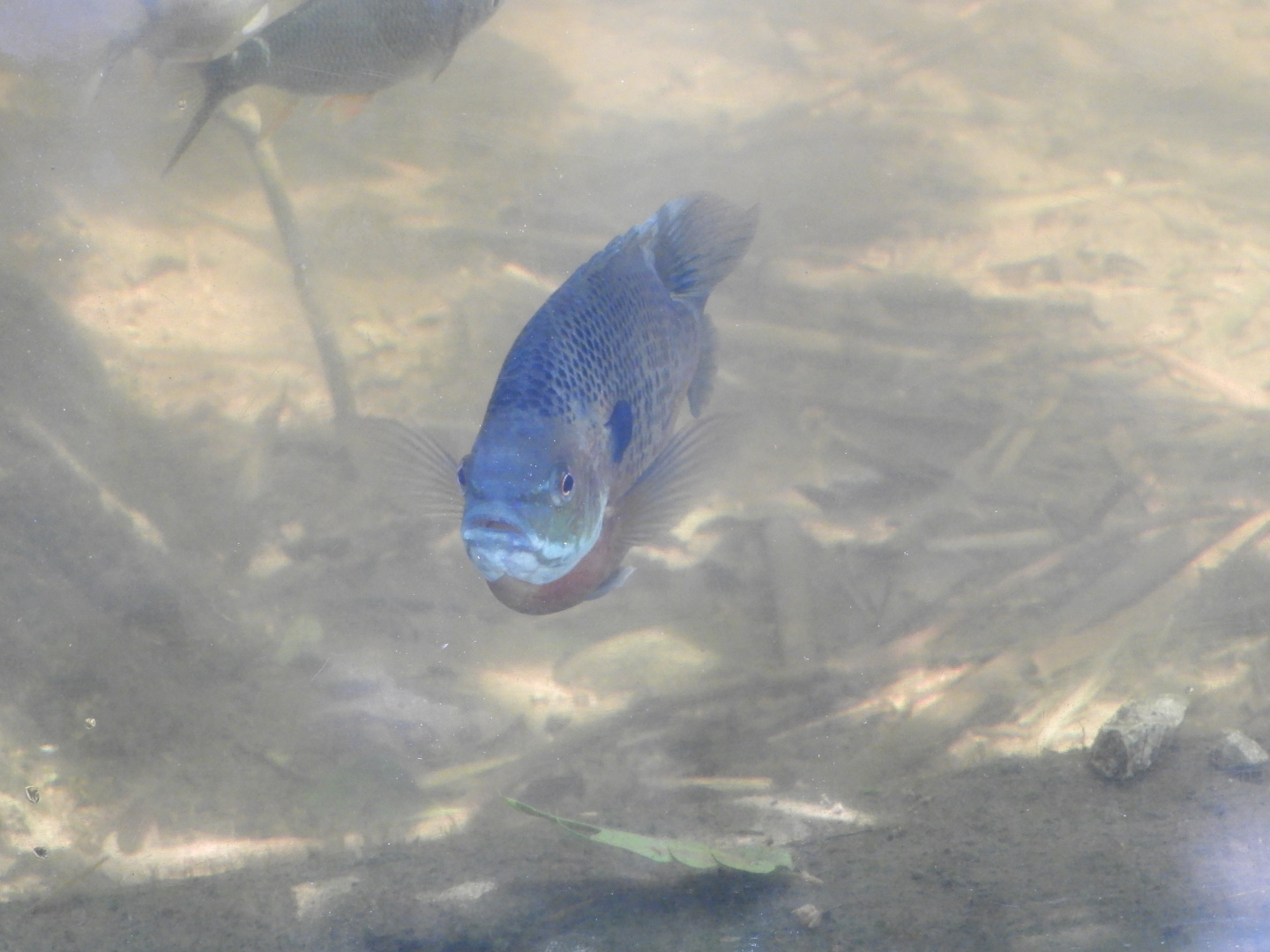 Bluegill (Lepomis macrochirus)
