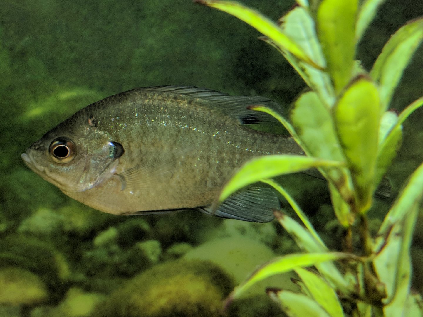 Bluegill (Lepomis macrochirus)