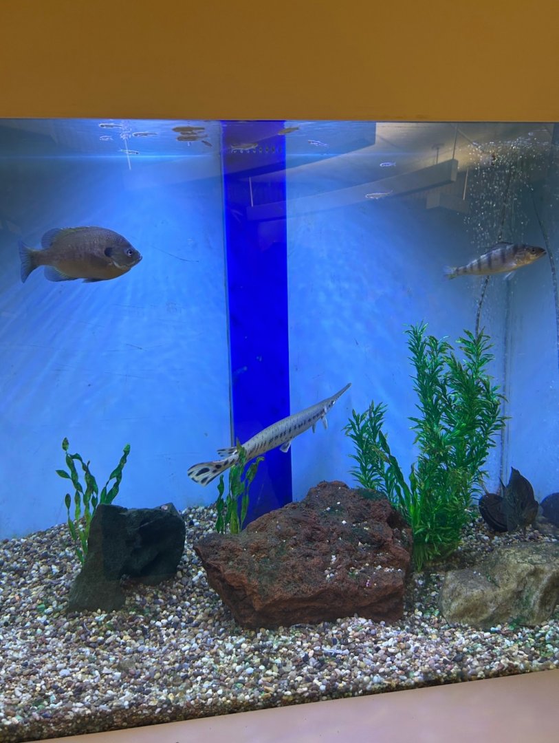 Bluegill/Longnose Gar/Yellow Perch/Black Crappie/Emerald(?) Shiners (Lake Erie Metropark Marshland Museum, 9/21/25)