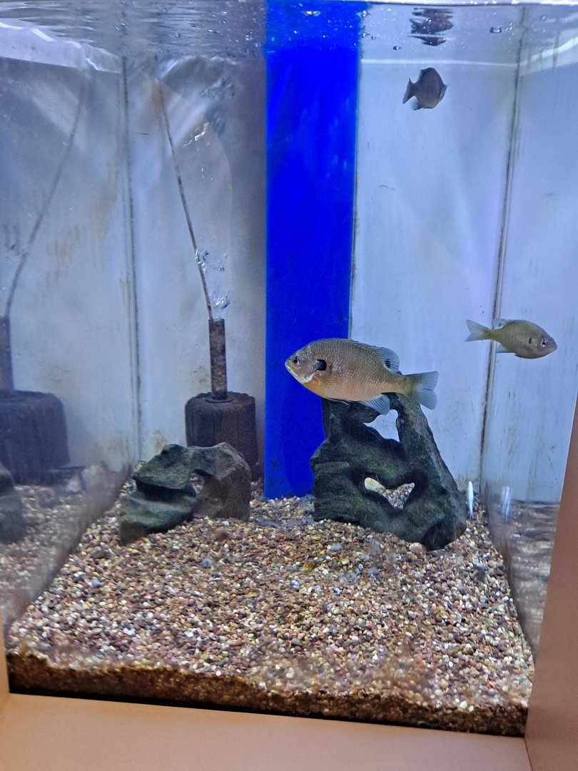 Bluegill-only tank (Lake Erie Metropark, Wayne County, MI, 9/21/24)