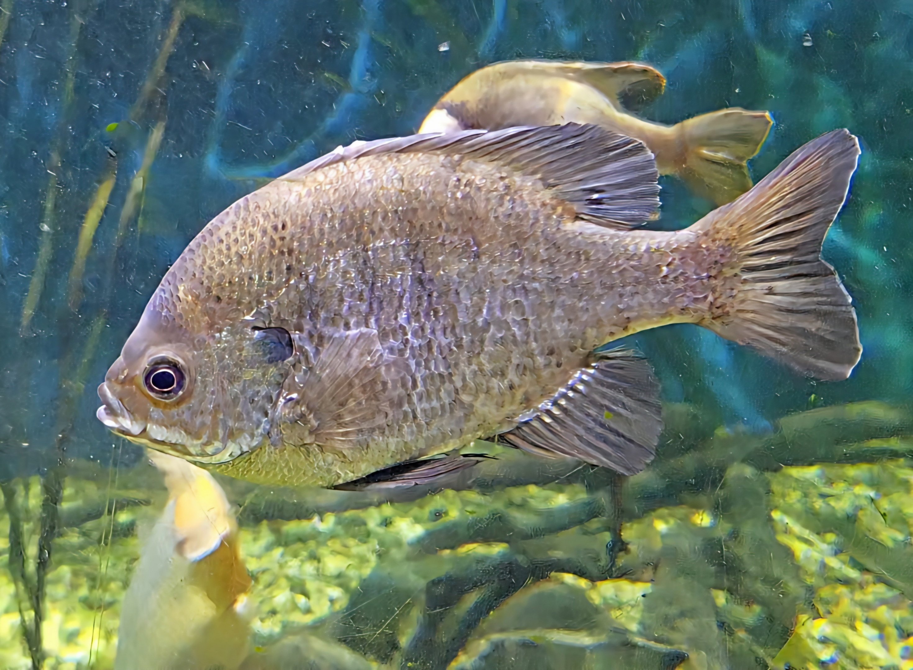 Bluegill Sunfish - July 2025