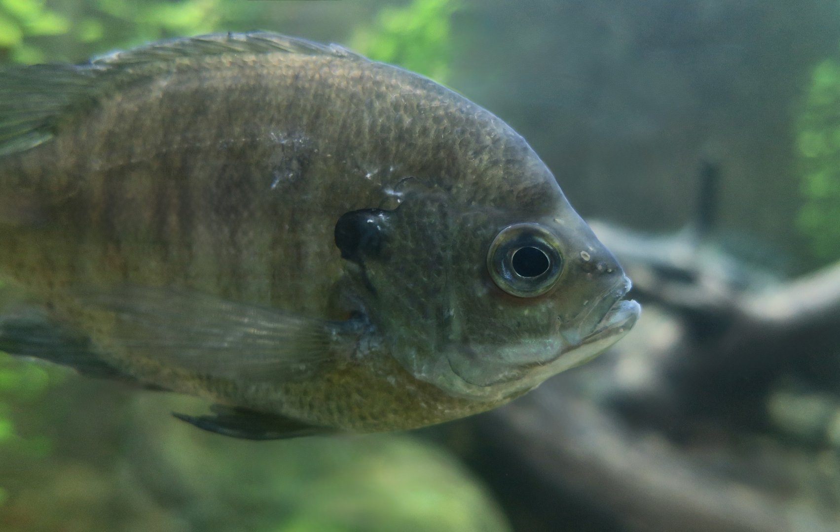 Bluegill Sunfish (Lepomis macrochirus)