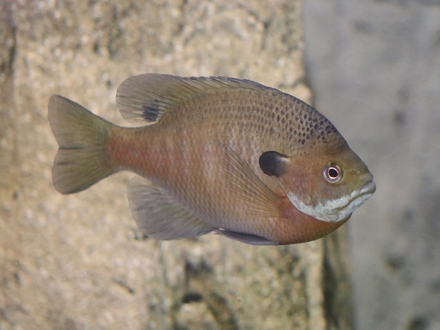 Bluegill Sunfish