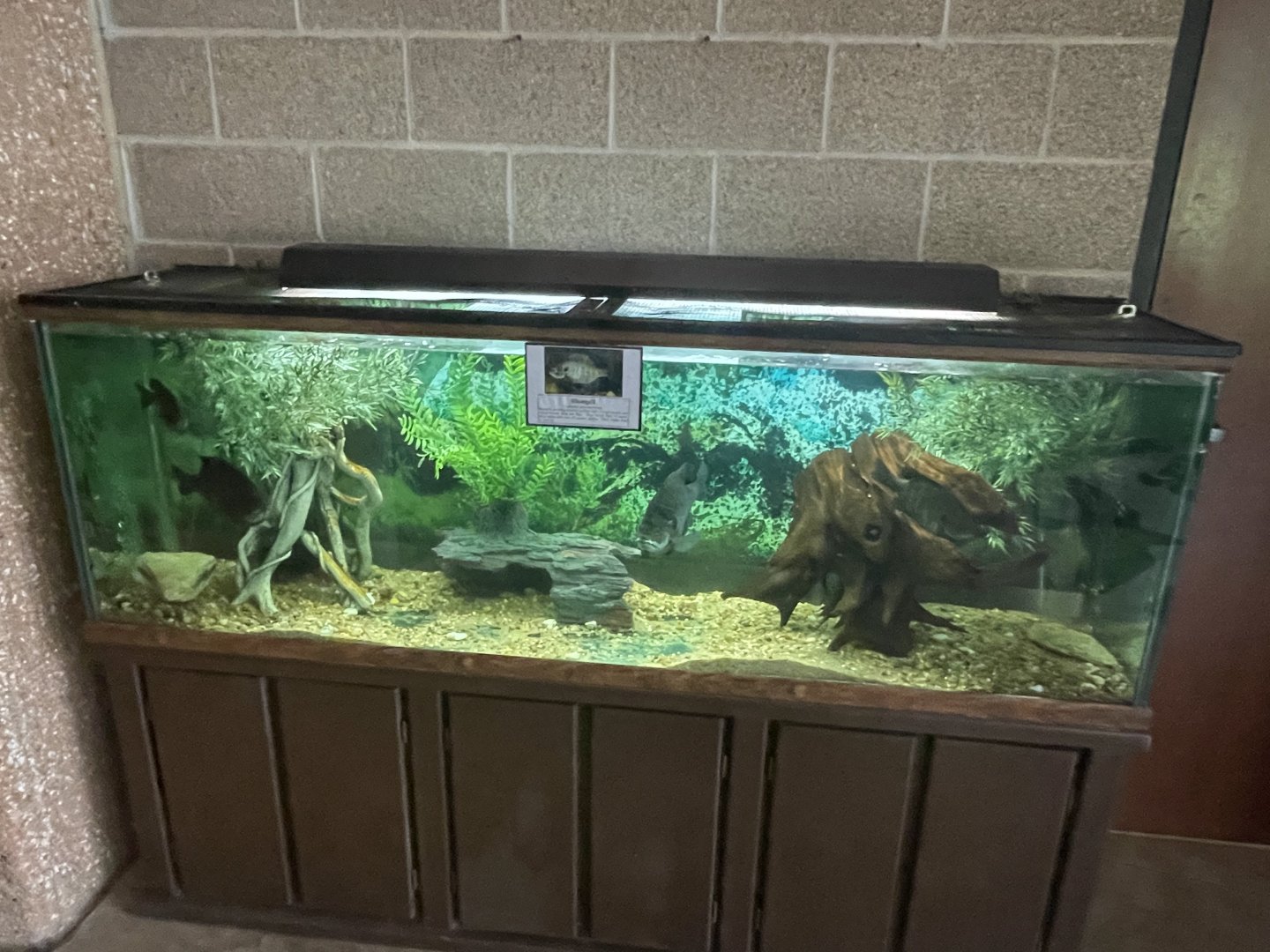 Bluegill Tank