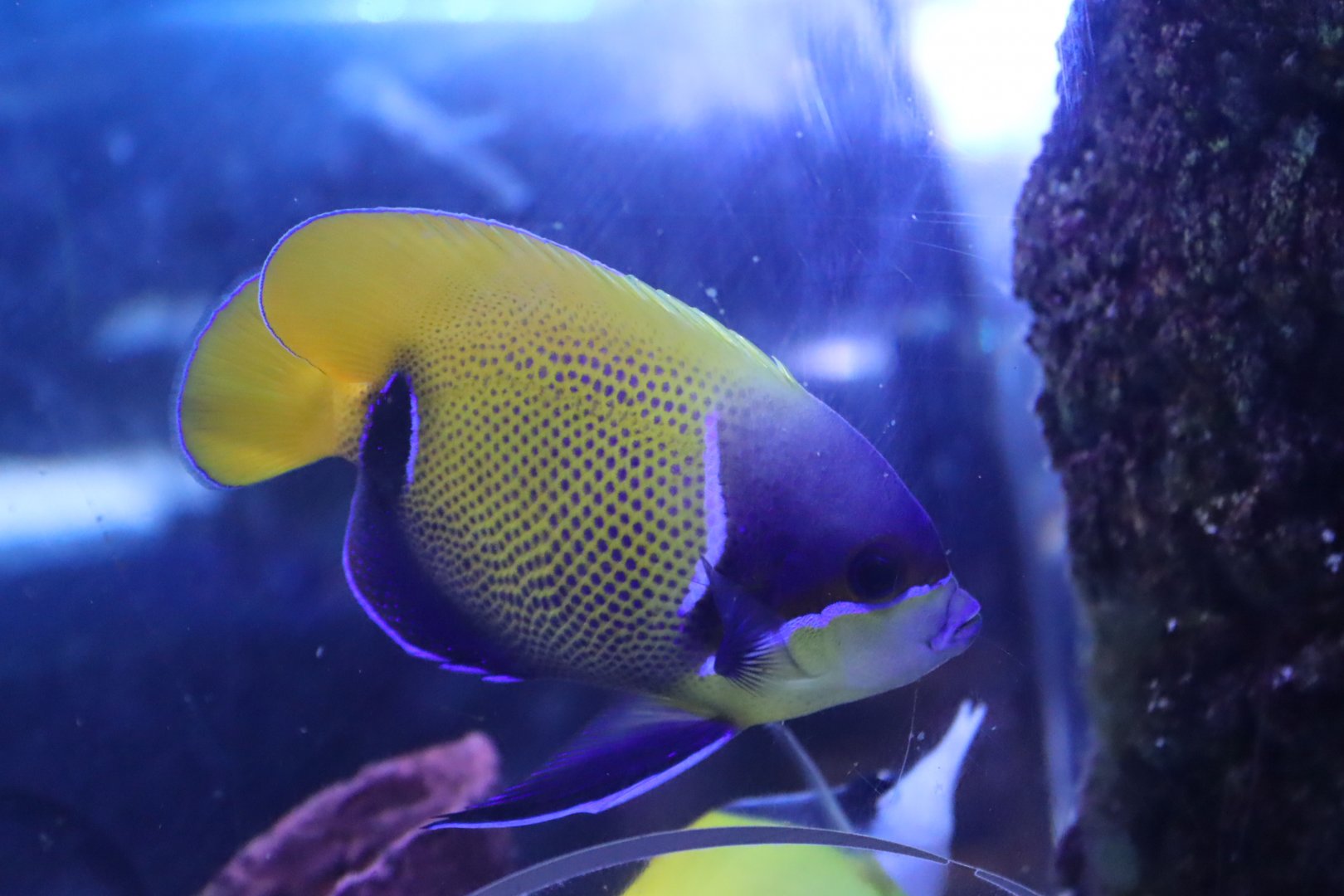 Bluegirdle Angelfish