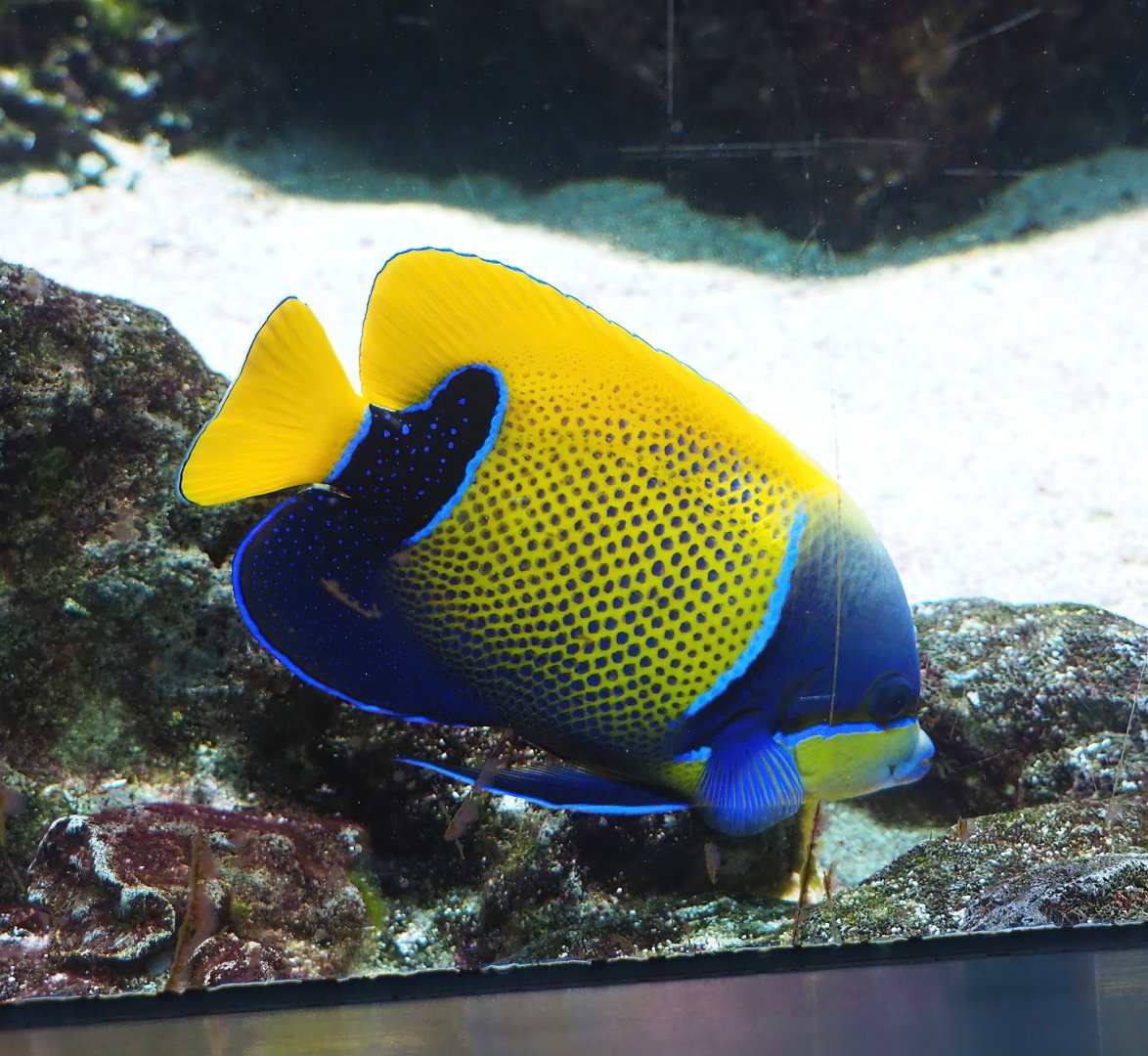 Bluegirdled angelfish (Pomacanthus navarchus), 2023-07-22