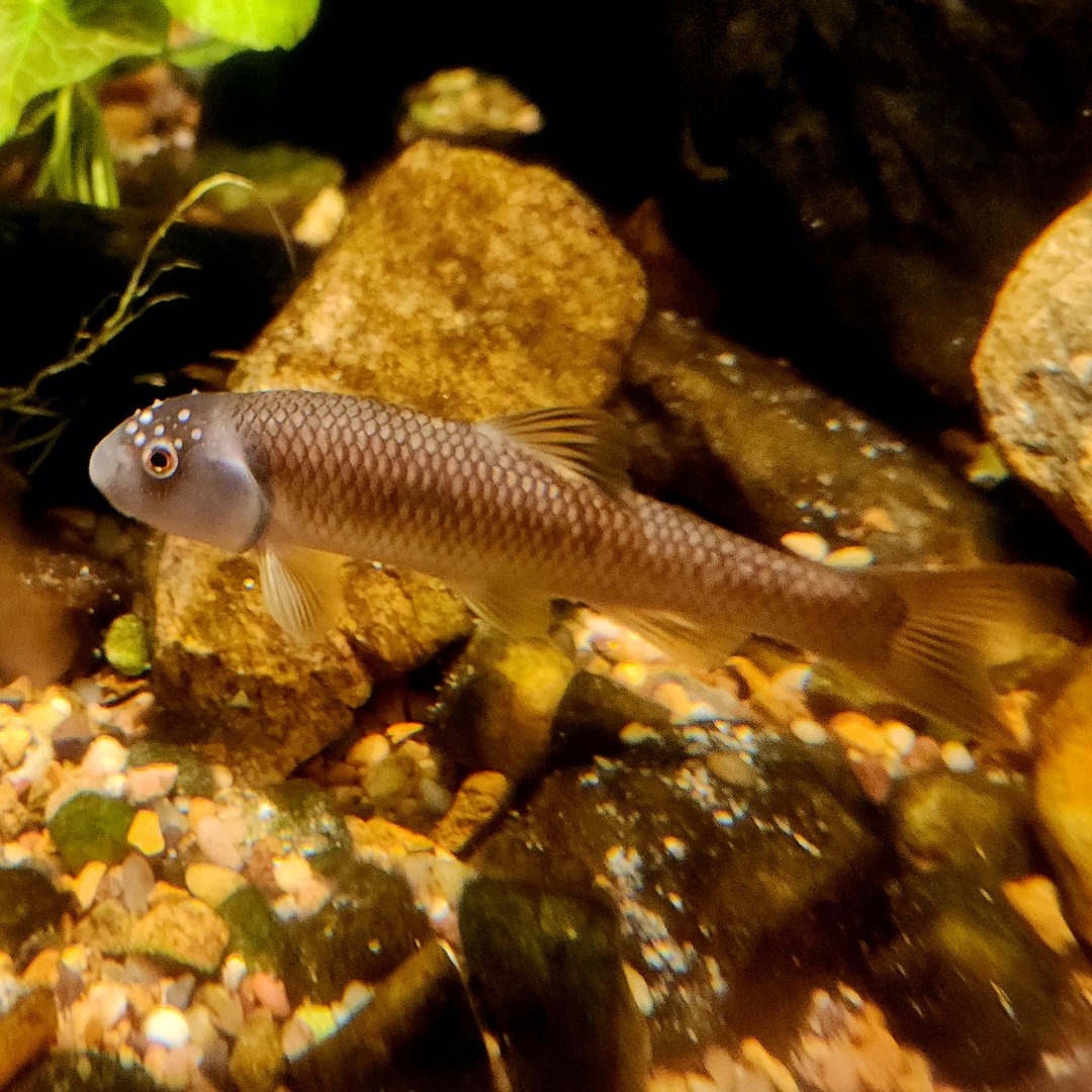 Bluehead Chub (Nocomis leptocephalus)