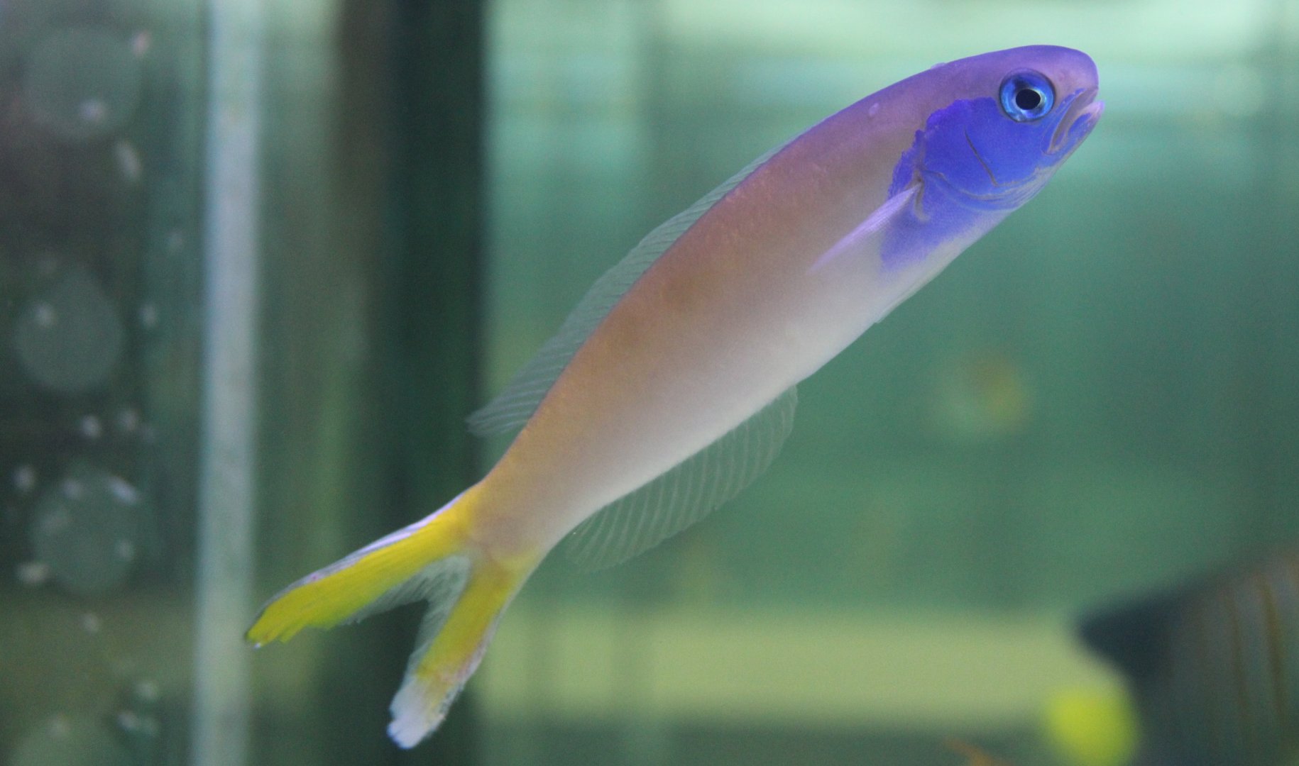 Bluehead tilefish - Hoplolatilus starcki