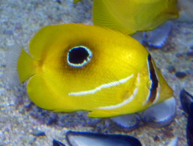 Bluelashed butterflyfish (Chaetodon bennetti)