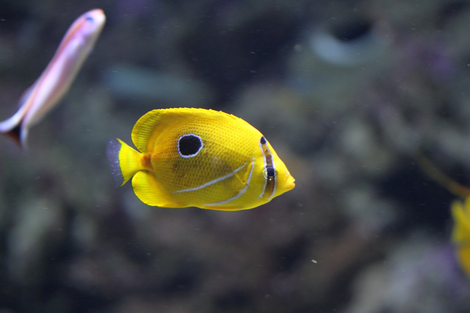 Bluelashed butterflyfish (Chaetodon bennetti)
