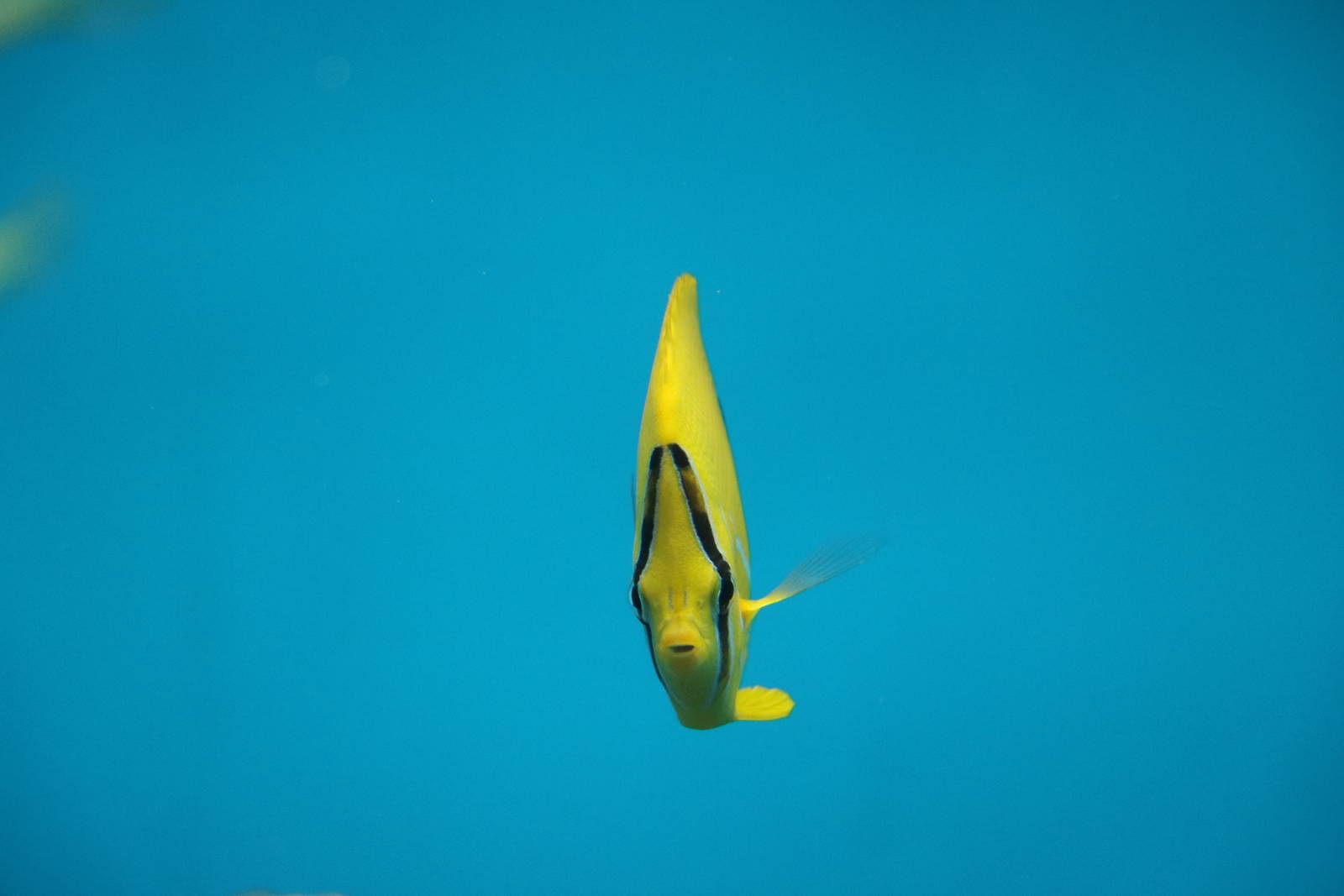 Bluelashed butterflyfish, February 2016