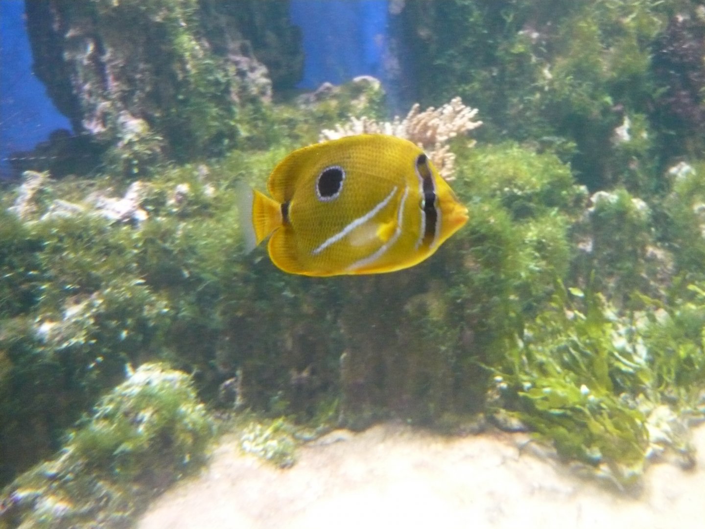 Bluelashed butterflyfish