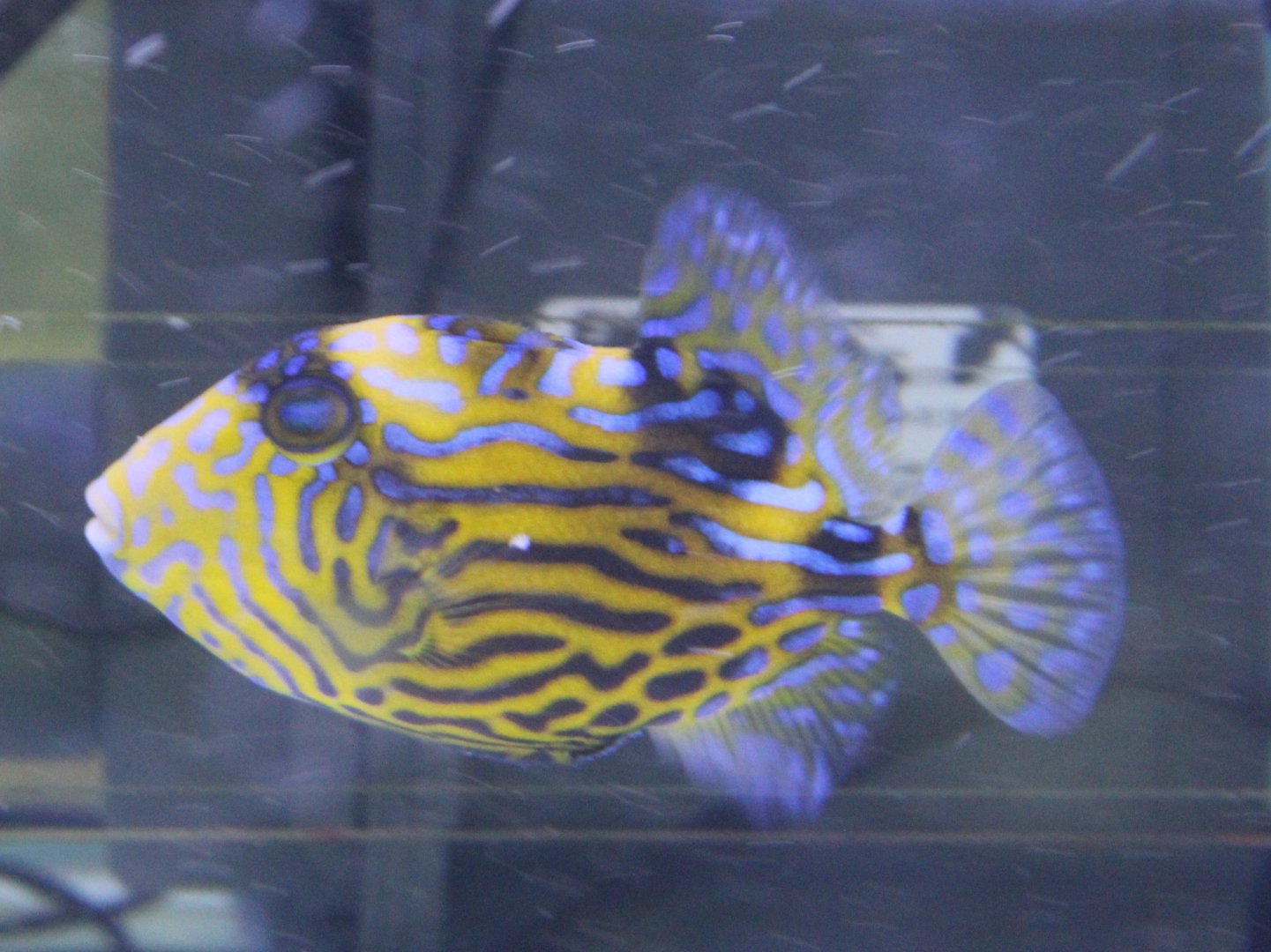 Blueline triggerfish - Pseudobalistes fuscus