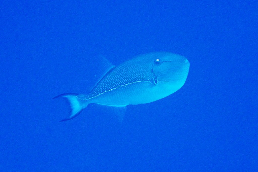 Blueline Triggerfish