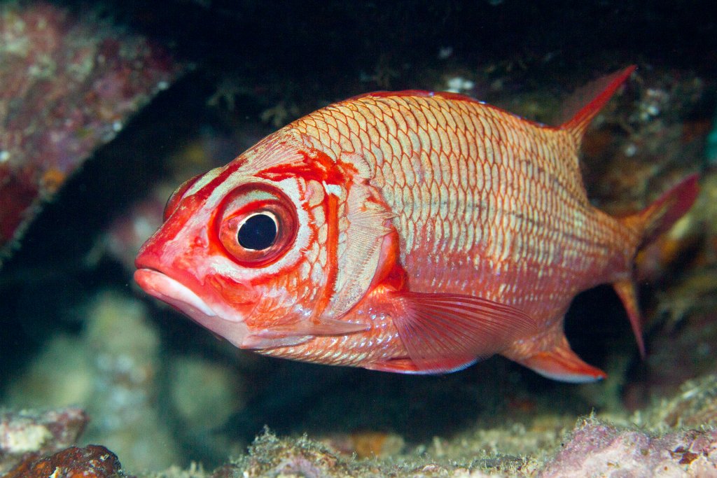 Bluelined Squirrelfish