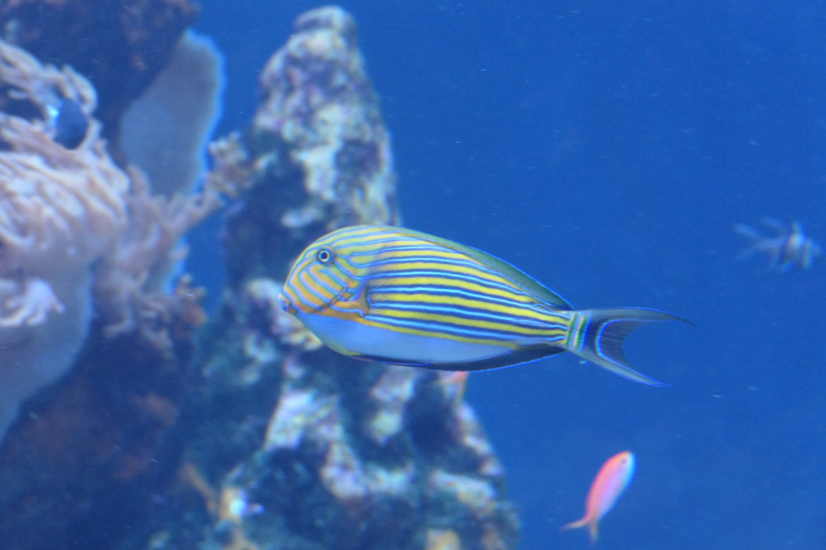 Bluelined Surgeonfish (Acanthurus lineatus)