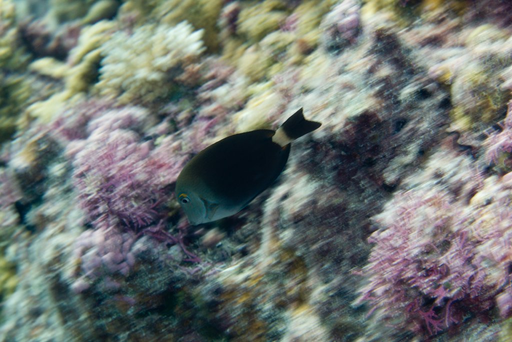 Bluelined Surgeonfish (Acanthurus nigros)