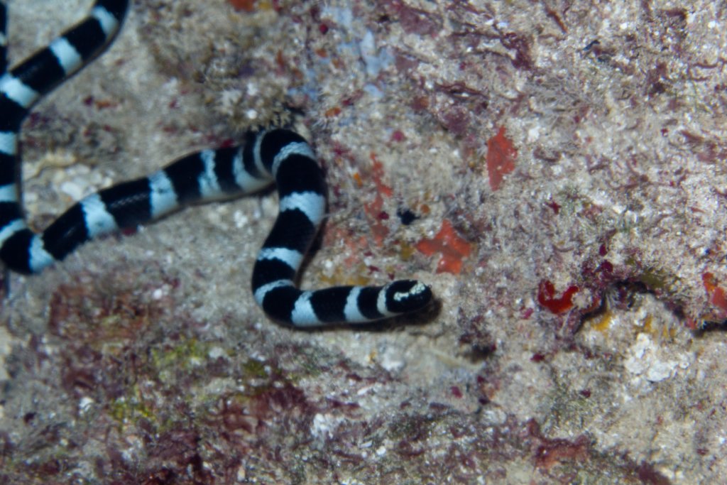 Bluelipped Sea Krait (Laticauda laticaudata)