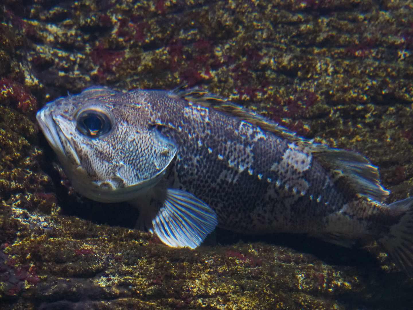 Bluemouth (Helicolenus dactylopterus), 2019-12-30