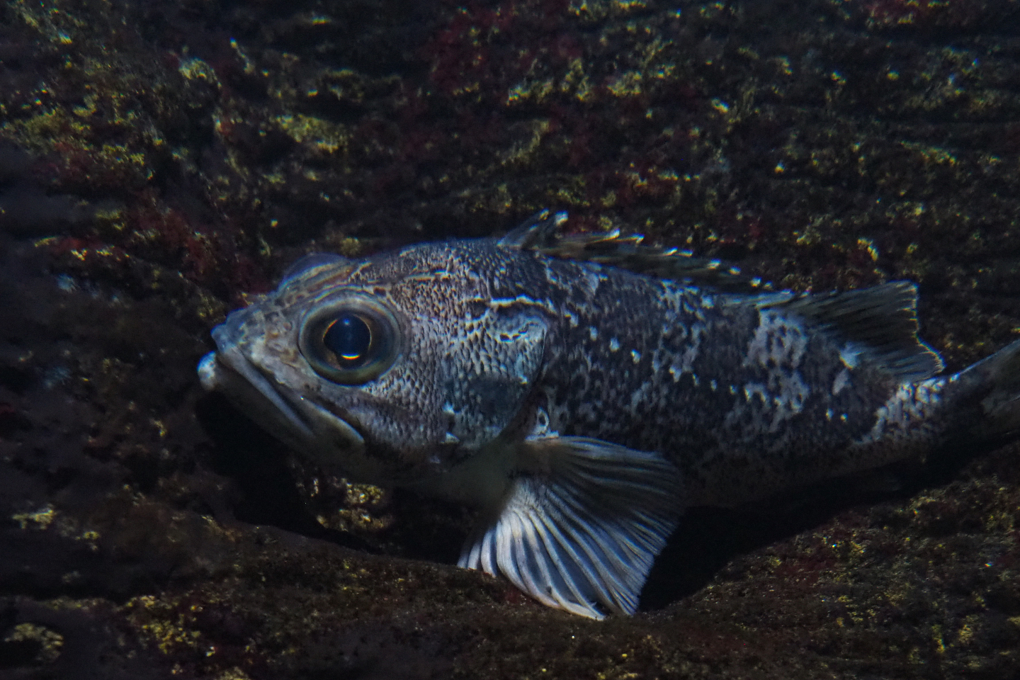 Bluemouth (Helicolenus dactylopterus), 2020-06-28