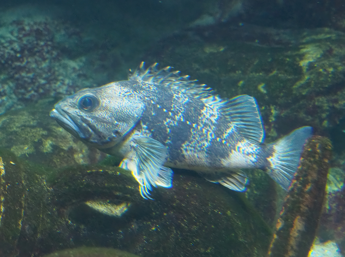 Bluemouth (Helicolenus dactylopterus), 2022-08-16