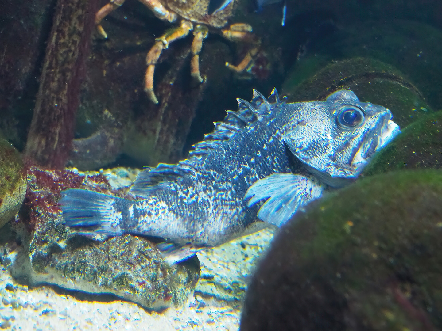 Bluemouth (Helicolenus dactylopterus), 2022-10-29