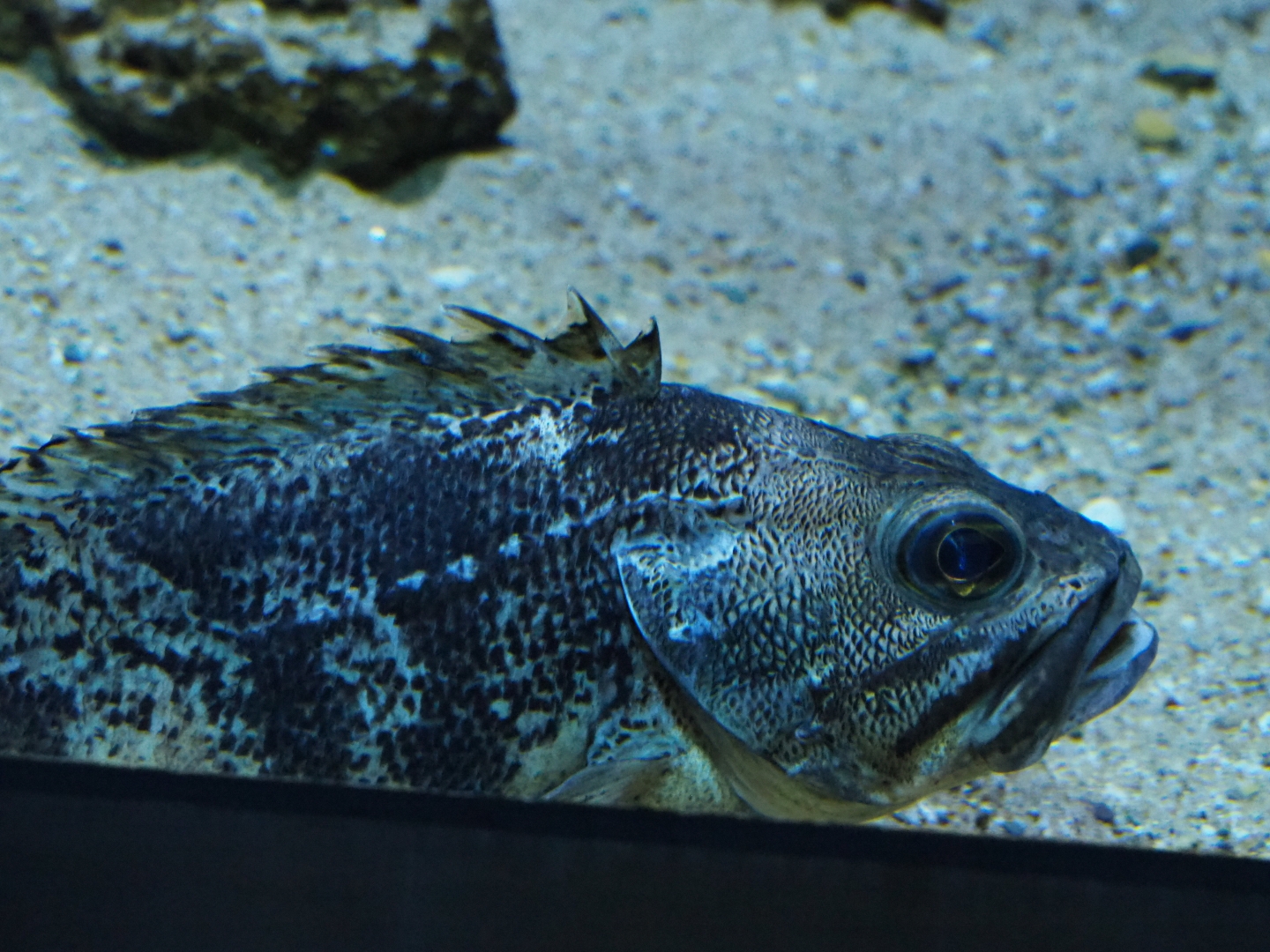 Bluemouth (Helicolenus dactylopterus), Feb 27th, 2019