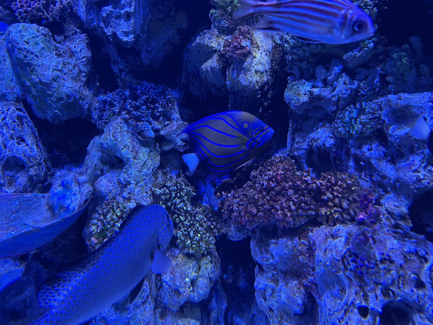 bluering angelfish (pomacanthus annularis) - BX Sea