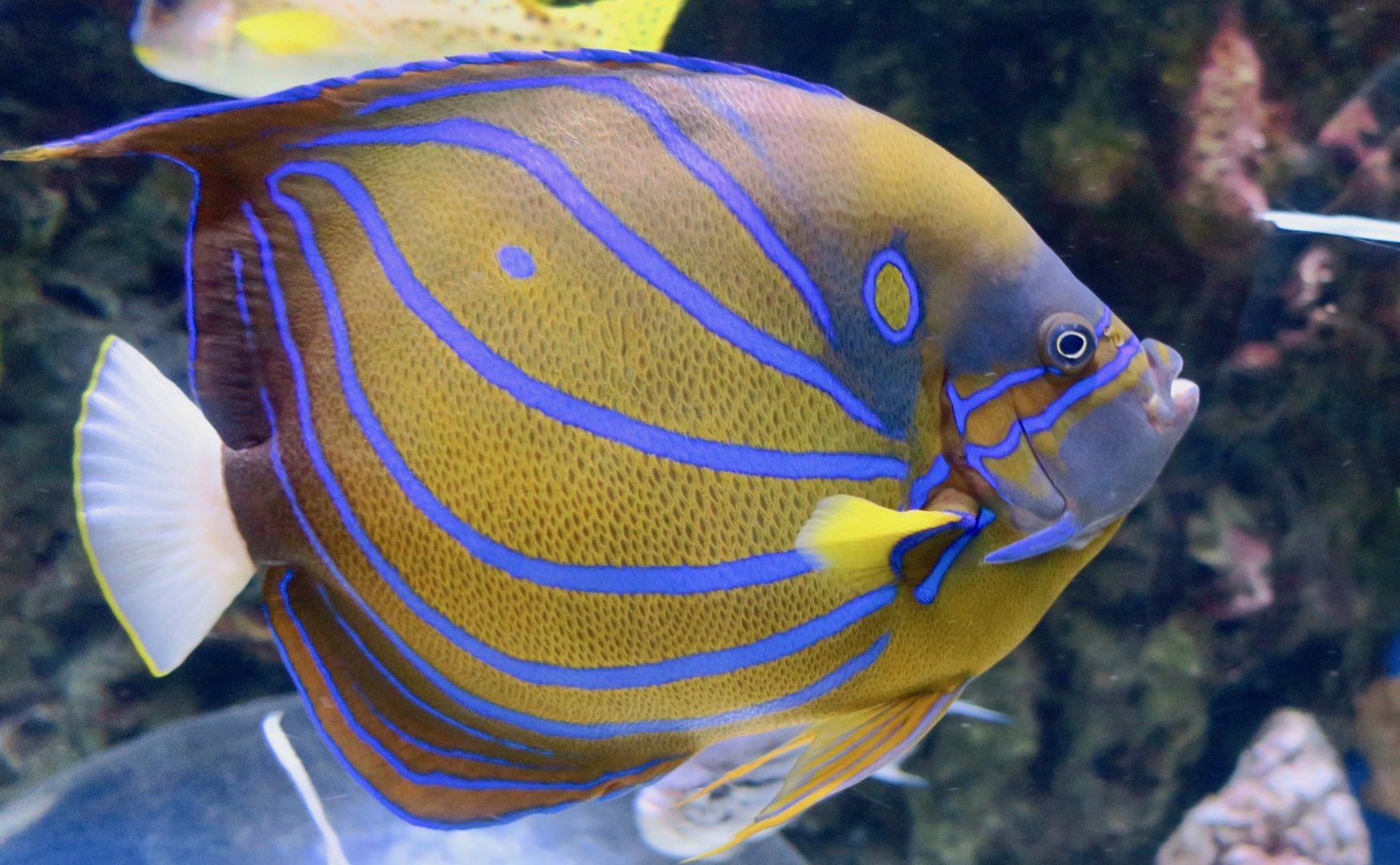 Bluering Angelfish (Pomacanthus annularis)