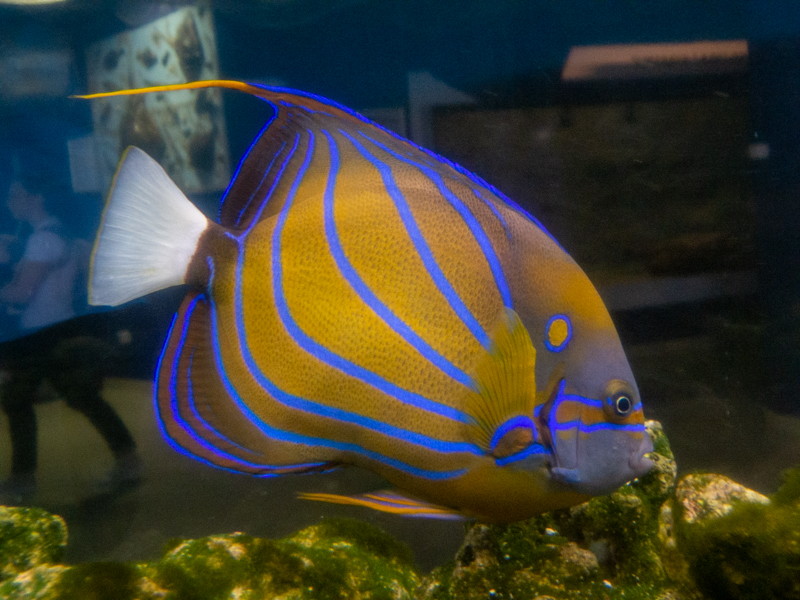 Bluering angelfish / Pomacanthus annularis