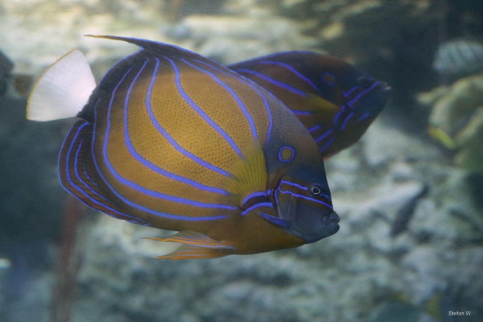 Bluering angelfish (Pomacanthus annularis)