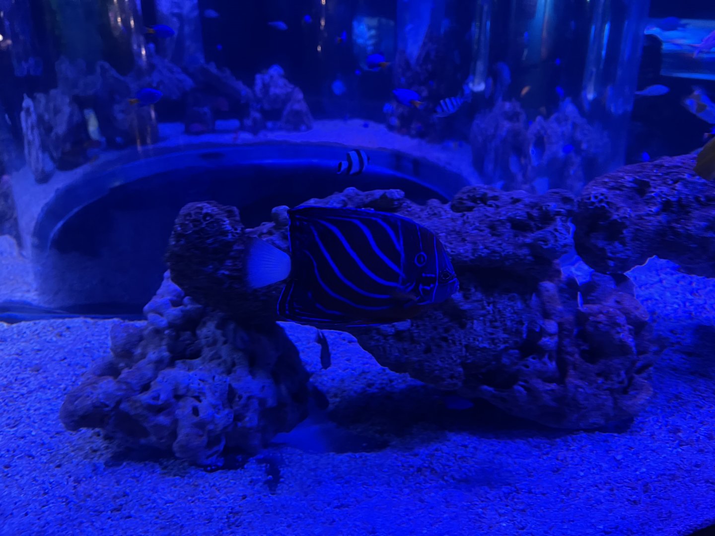 bluering angelfish (pomacanthus annularis)