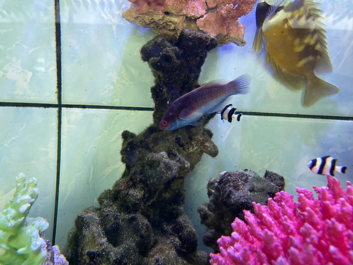 blueside wrasse (cirrhilabrus cyanopleura)
