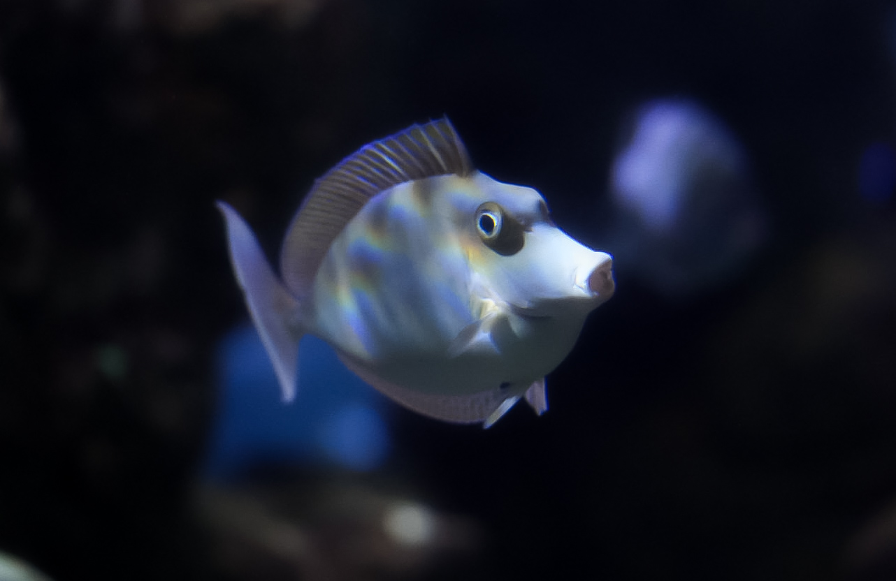 Bluespine Unicorn Tang