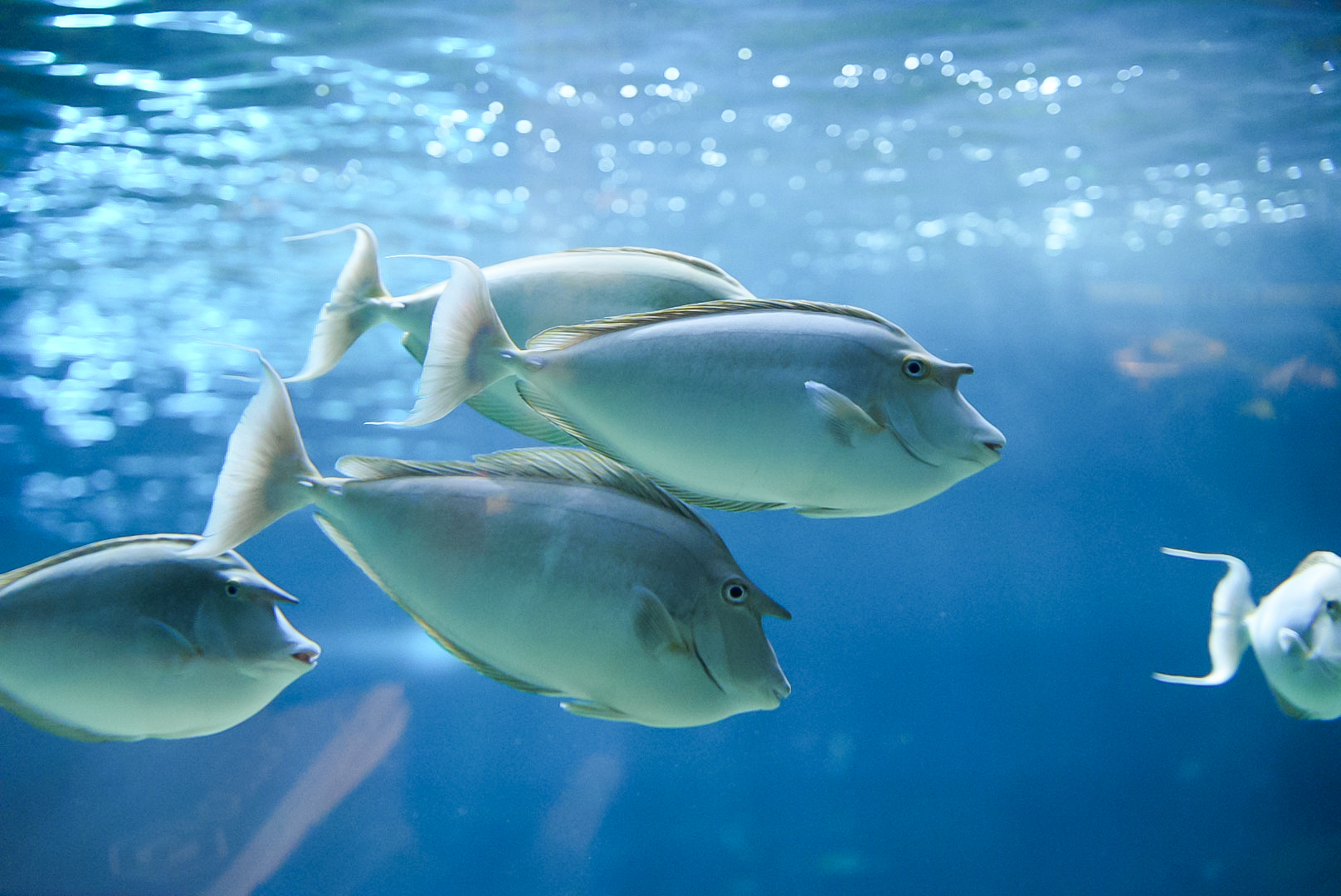 Bluespine Unicorn Tangs