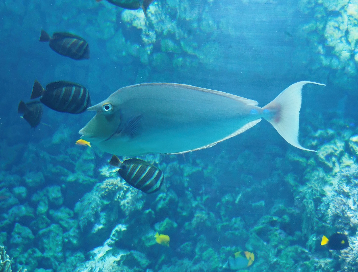 Bluespine unicornfish (Naso unicornis), 2022-08-16
