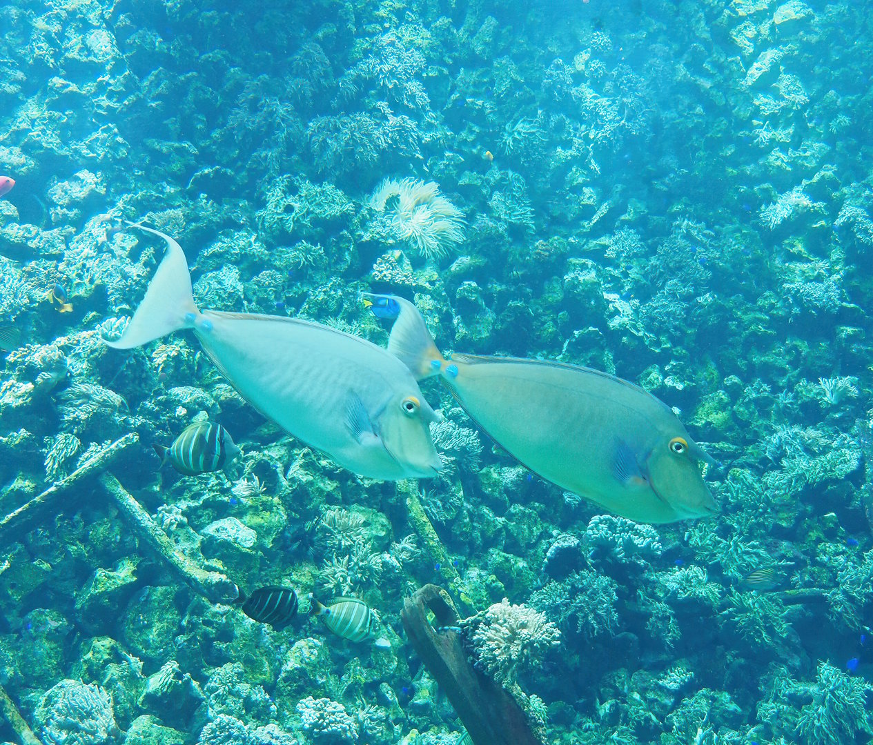 Bluespine unicornfish (Naso unicornis), 2022-10-29
