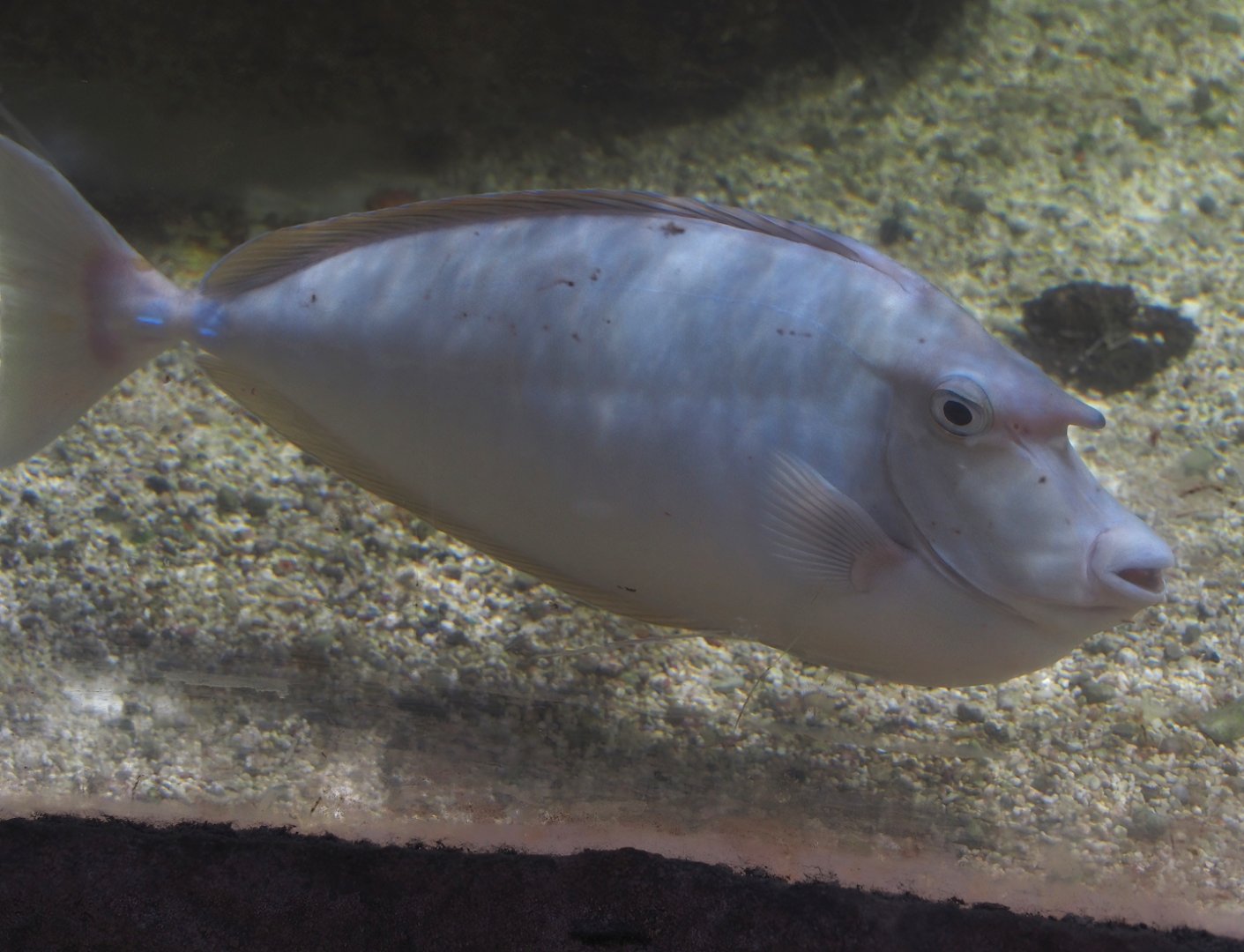 Bluespine unicornfish (Naso unicornis), 2024-09-17