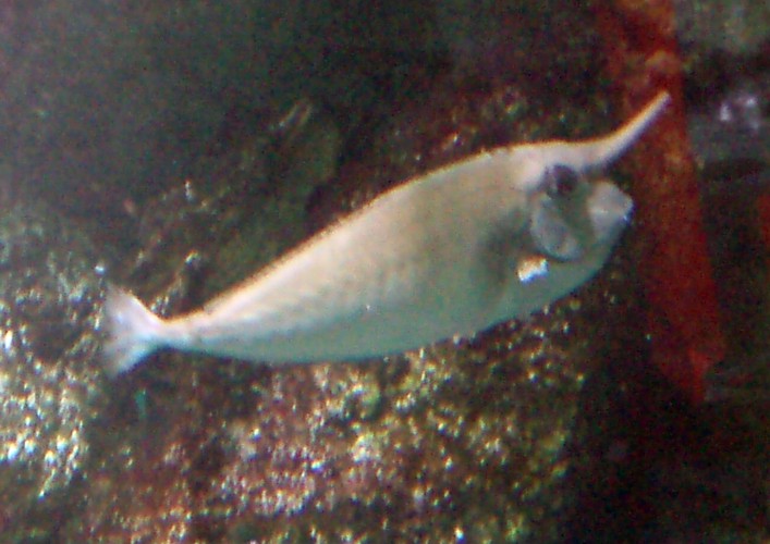 Bluespine Unicornfish (Naso unicornis)