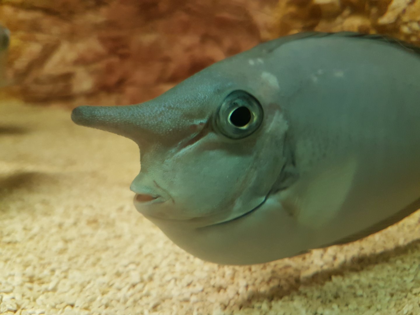 Bluespine unicornfish - Naso unicornis