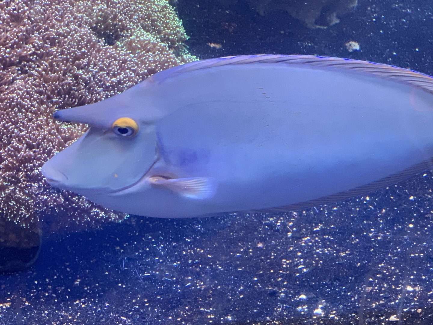 Bluespine Unicornfish (Naso unicornis)