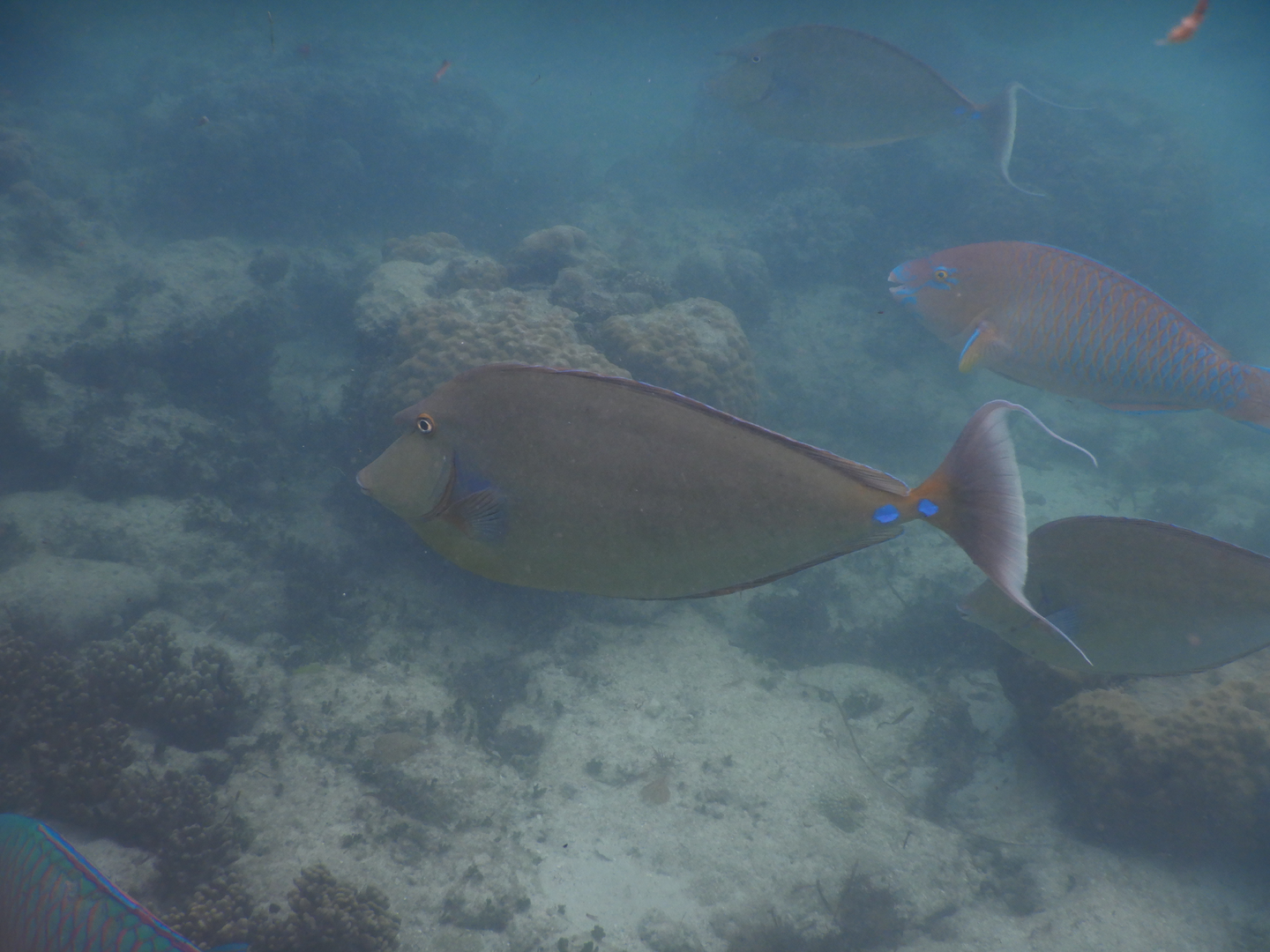 Bluespine Unicornfish (Naso unicornis)