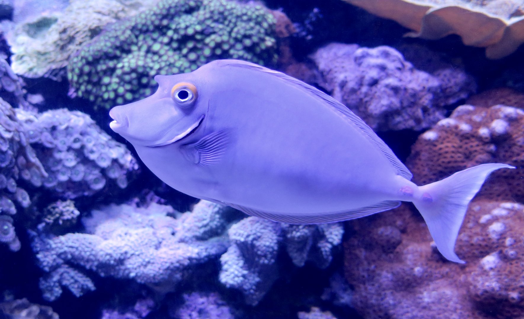 Bluespine Unicornfish (Naso unicornis)