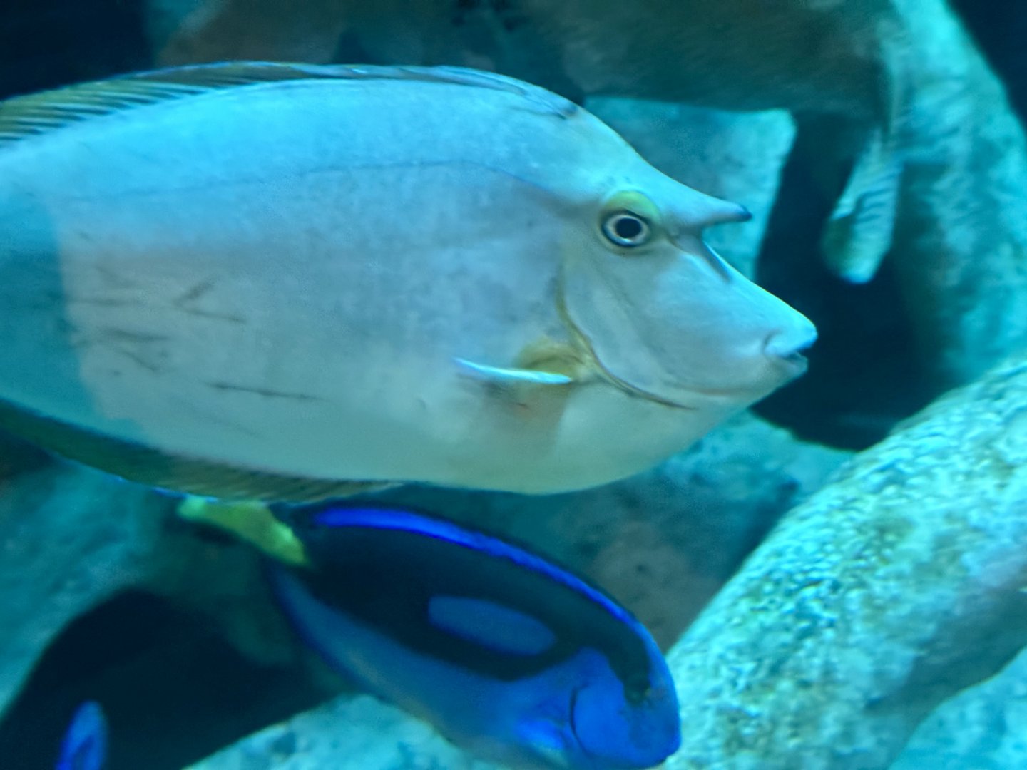 Bluespine unicornfish (Naso unicornis)