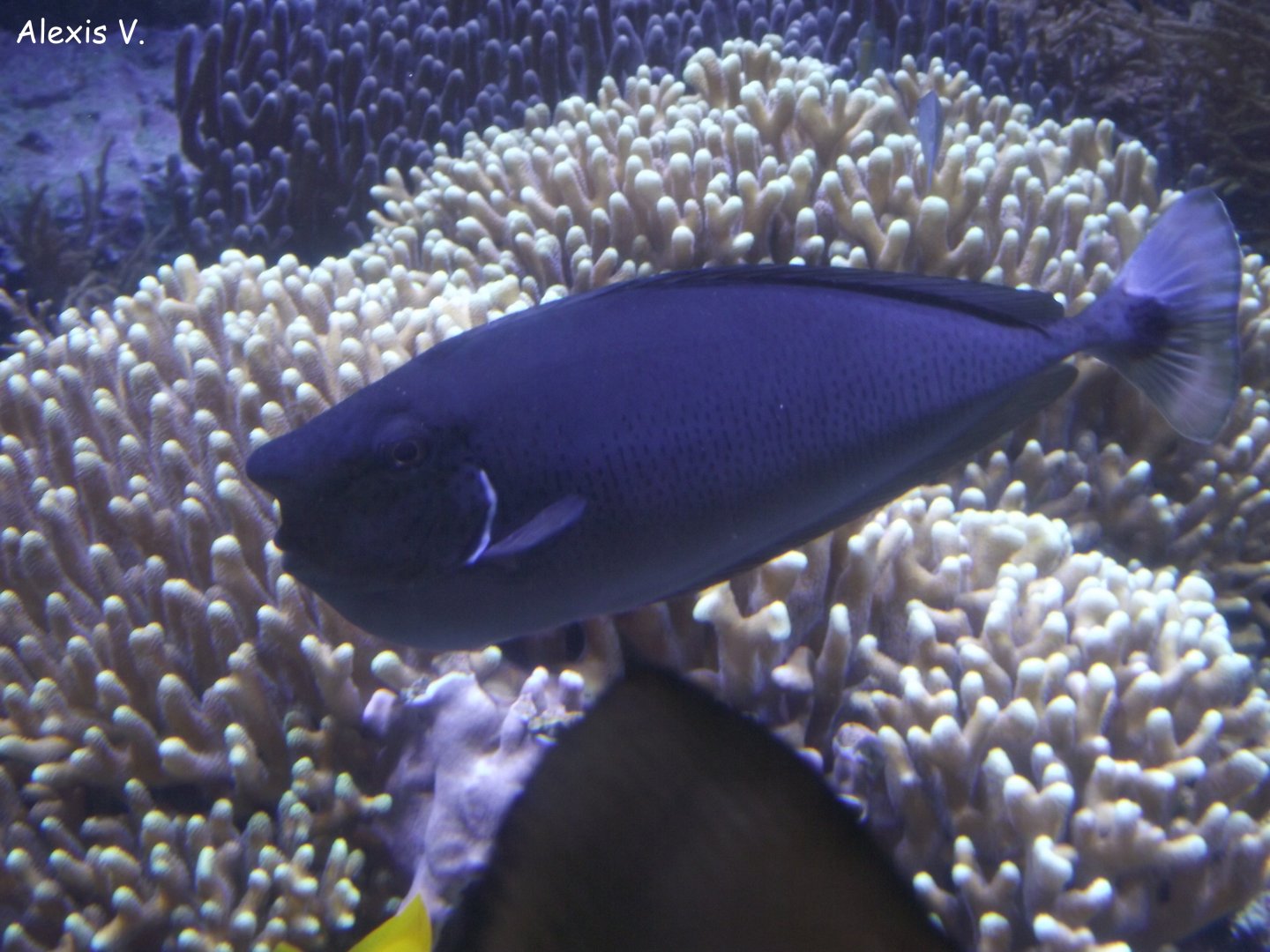 Bluespine Unicornfish - Zooparc de Beauval - 04/2018