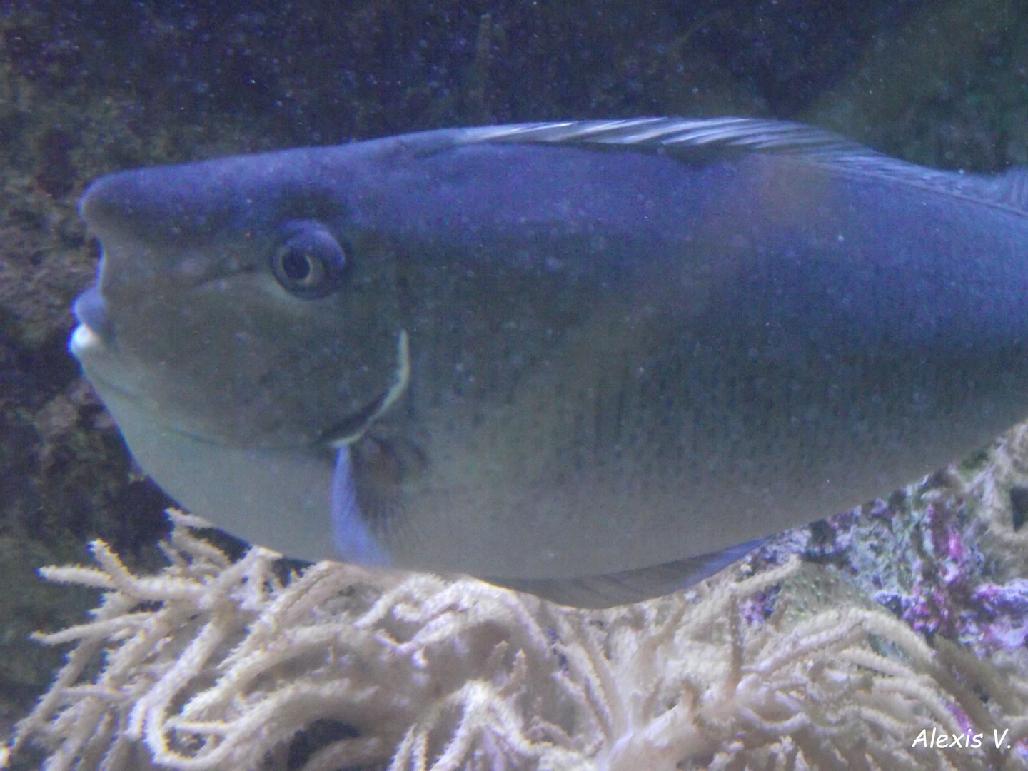 Bluespine Unicornfish - Zooparc de Beauval - 08/2020